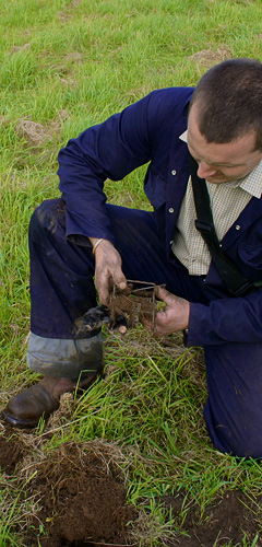 Our mole catcher removing a mole from a farmers field in Oxford