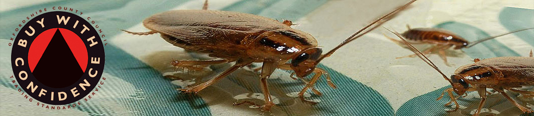 Hawthorn Pest Control Oxford - Cockroach Removal