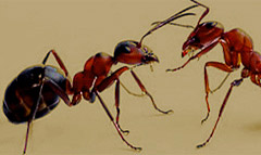 Pest Control for ant removal