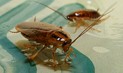 cockroaches