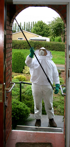 Our pest controller removing a wasp nest in Oxford