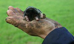 Our Mole Catcher catching a mole in Oxford..