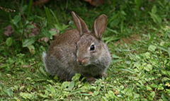 Rabbit Control and removal