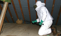 Our head pest technician Matthew treating a wasp nest prior to removal from a loft in Summertown, Oxfordshire