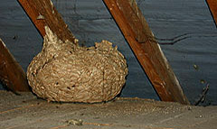 Wasp Nest Removal